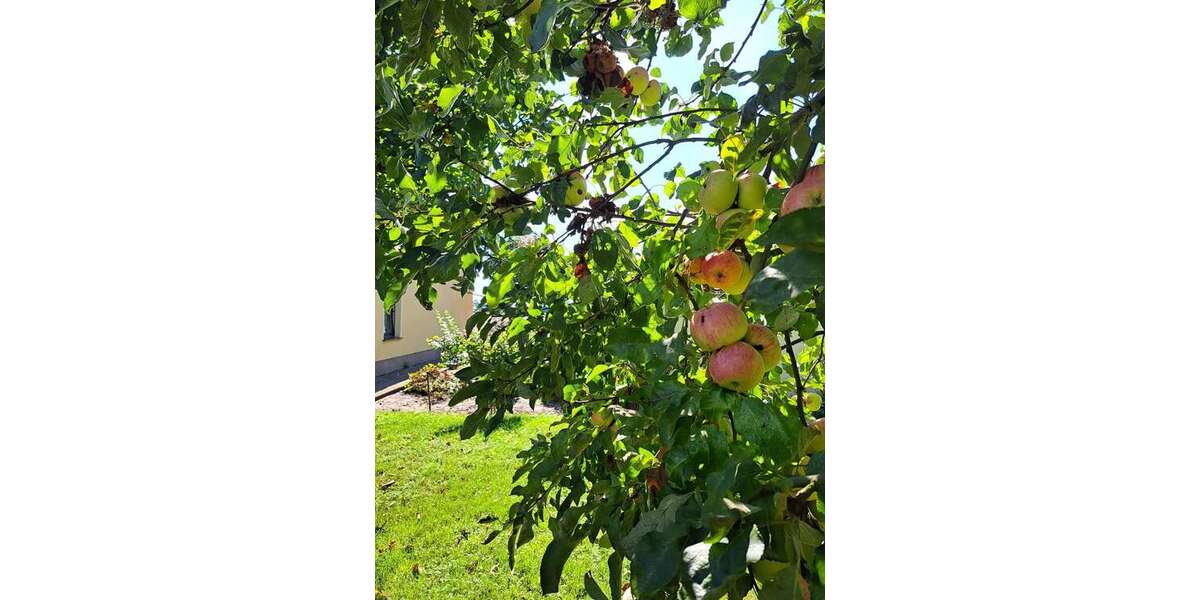 Obstwiese