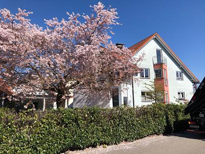 RUHIGES INVESTMENT-JUWEL AM EUROPA-PARK - Mehrfamilienhaus, Wohnhaus Rust | Angebot:26802555