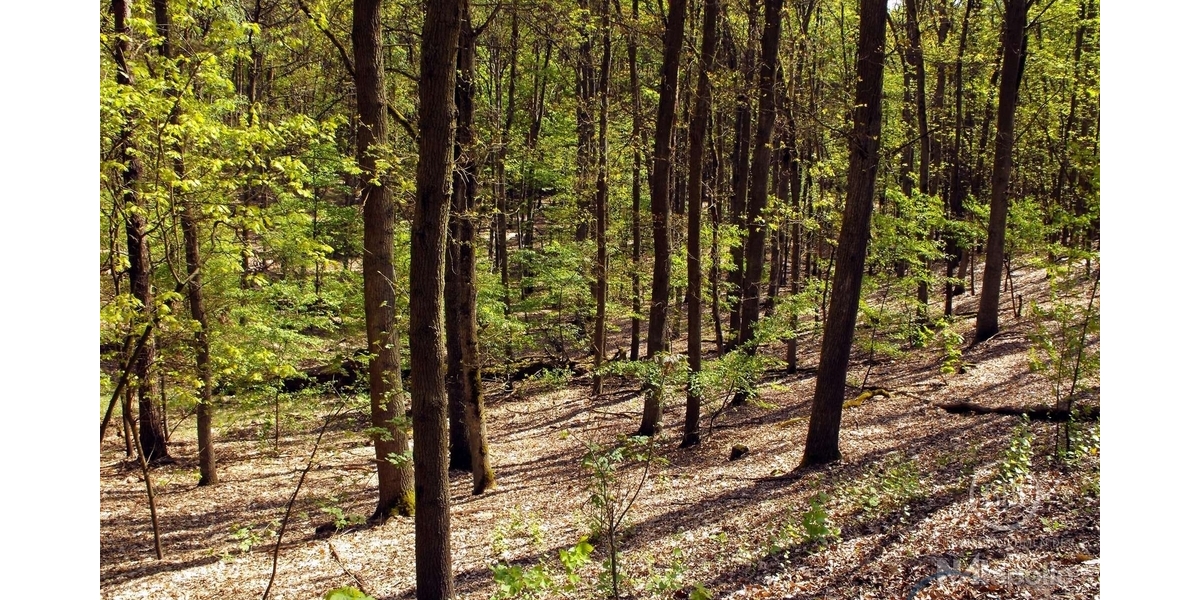 Grunewald