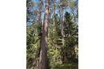 Waldgrundstück Ebersberg 18 ha - Grundstück Edling | Angebot:24604794