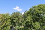 (EF1188_M) Chemnitz: Schloßchemnitz, großzügiges, neu möbliertes Apartment am Schloßpark mit Balkon und Aufzug - Etagenwohnung Chemnitz Schloßchemnitz | Angebot:26876707