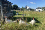Wohnen wo andere Urlaub machen - Bauernhaus, Landhaus Kirchhundem | Angebot:22612644