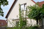 (EF0761_M) Dresden: Schönfeld, schöne möblierte Maissonette-Wohnung mit Gäste-WC, großer Terrasse und PKW-Stellplatz - Etagenwohnung Dresden Schönfeld | Angebot:20566539