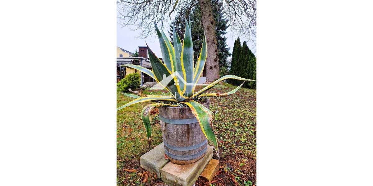 Agave