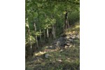 Umfangreicher Waldbesitz mit einer Fläche von 260213m2 - Grundstück Čelovce | Angebot:27272821