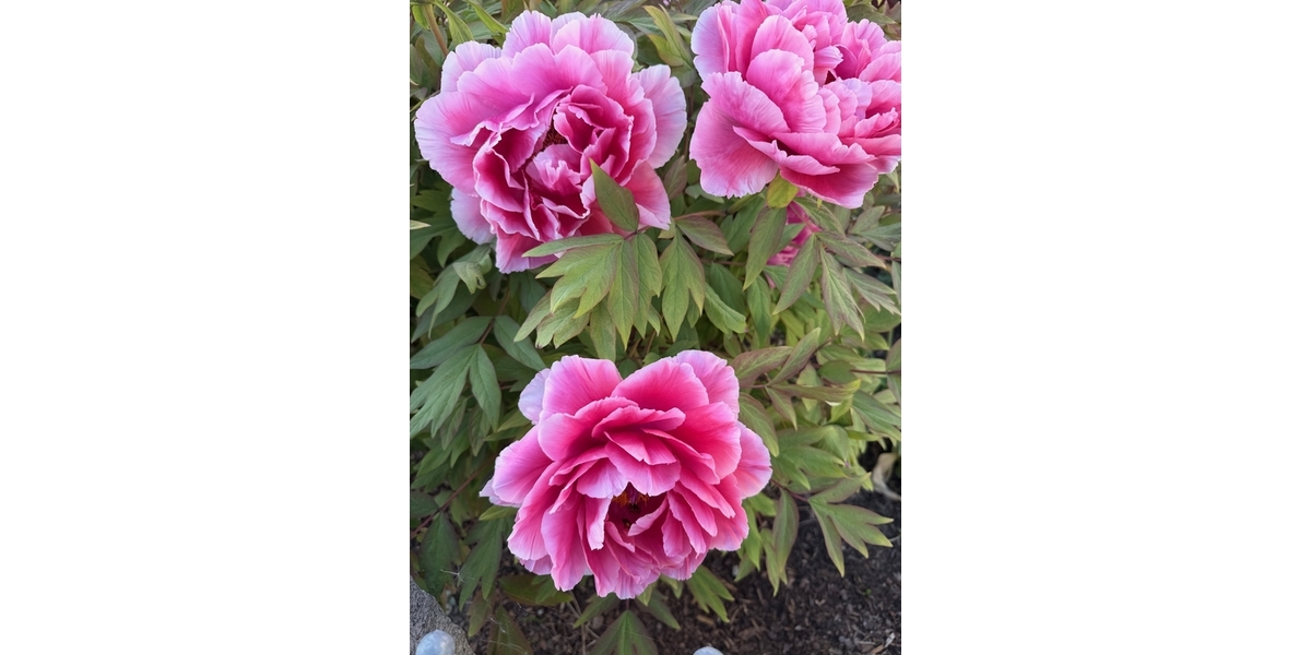 Blumenin Ellgauer Garten