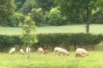 ALLEINLAGE *14.527qm-167 qm -Wohnen*TierPferdehaltgGewerbe - Einfamilienhaus Beverungen | Angebot:25224327