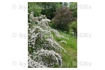 BIGKs - Schleusingen: 3 Raumwohnung mit großem Garten - inkl. Kücheneinrichtung, Duschbad (-;) - 3- Schleusingen Schleusingen | Angebot:26926253