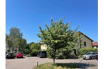 Zwei vermietete Wohneinheiten im Reihenhaus mitten in Berlin-Kaulsdorf - 5- Berlin Marzahn-Hellersdorf | Angebot:27249447