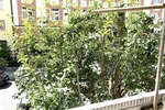 Möblierte 3-Zimmer-Wohnung mit Südwest-Loggia in top Lage Schwabing-West - Etagenwohnung München / Schwabing-West West | Angebot:27085708