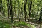 NEUBAUFLÄCHE MIT EIGENEM WALDANTEIL - Grundstück Bad Grund (Harz) | Angebot:27084819