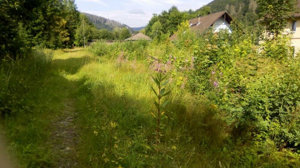 Bad Lauterberg, Grundstück - Grundstück Bad Lauterberg Odertal | Angebot:5717842