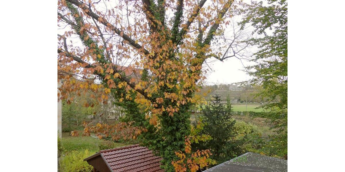 Herbstblick zur Elbe (rechts)