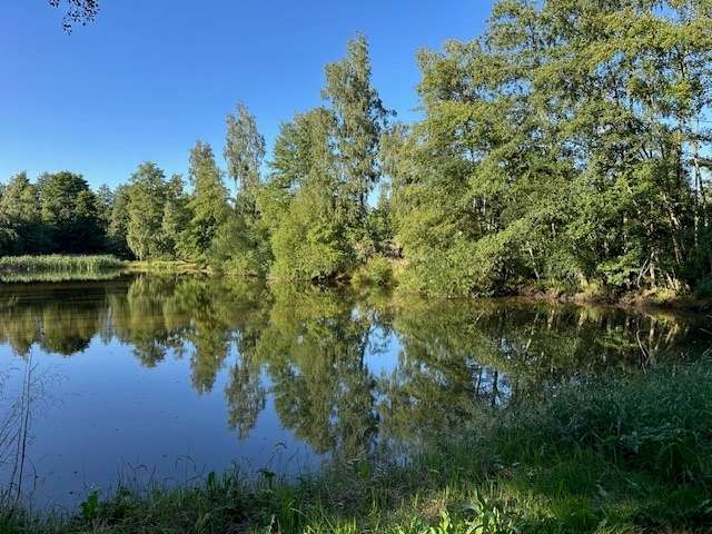 Teich (3)