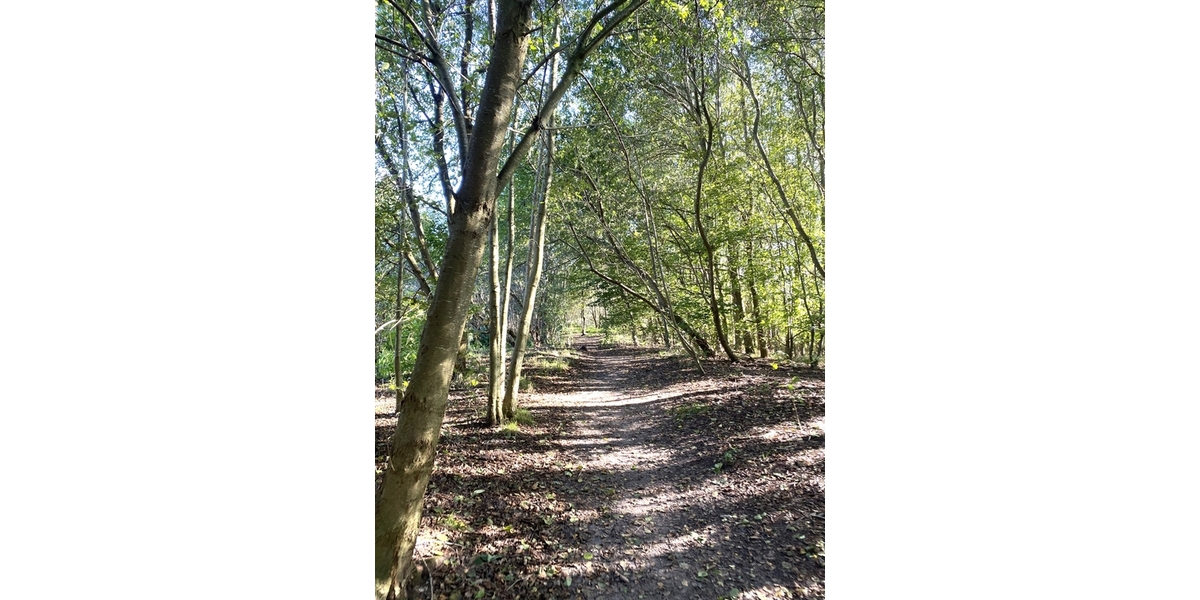 Waldwege