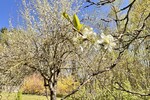 HORN IMMOBILIEN ++ RESERVIERT! Einfamilienhaus ruhige Lage bei Pasewalk - Doppelhaushälfte Belling Belling | Angebot:26647227