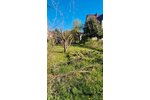 Bleicherode, EFH + Nebengeb. - Einfamilienhaus Bleicherode Bleicherode Ost | Angebot:26665098