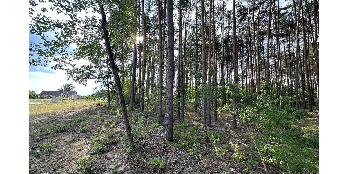 Angrenzender Wald