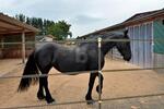PFERDERANCH, REITANLAGE, TRAUMHAUS, SPITZENPREIS - Einfamilienhaus Meckenbach | Angebot:27145272