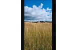 Bebra-OT, Landhaus + Pferdehof - Einfamilienhaus Bebra Lüdersdorf | Angebot:23538216