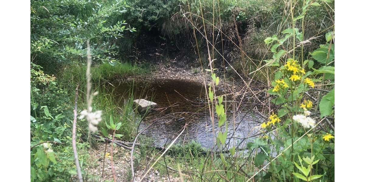 Bachlauf 