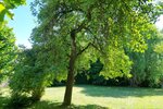 Bad Pyrmont, Wohnhaus - Mehrfamilienhaus, Wohnhaus Bad Pyrmont Holzhausen | Angebot:22981991